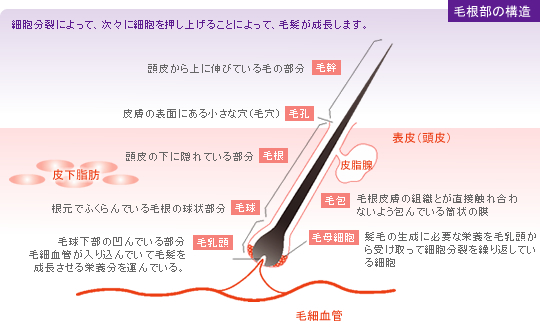 育毛剤 テタリスの三恵製薬株式会社 知っておきたい髪の常識 育毛剤 テタリスの三恵製薬株式会社 知っておきたい髪の常識